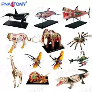 범고래 모델 해부학 동물 모형 뼈 수의학 교구