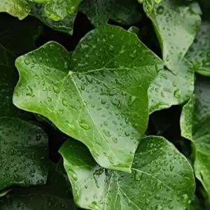 아이비묘목 포트묘목 유실수 약용수 조경수 꽃나무(TB)