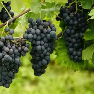 독일왕머루(삽묘목2년생)_머루/포도/머루나무/정원수 (YE)