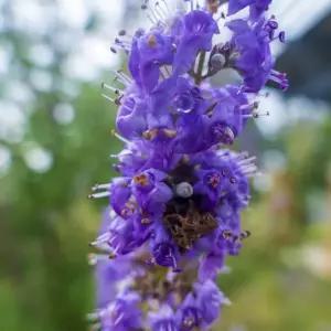 바이텍스나무(아그너스카스투스) vitex agnus castus 소품 (YE)