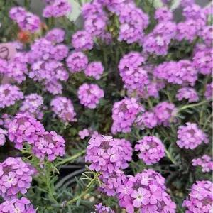 리스본 꽃나무 봄꽃 야생화 노지월동 정원 조경 사계개화 정원장미 C01