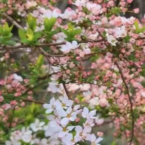 설유화 분홍꽃 조팝나무 생울타리 개화주 정원수 조경 화단 낙엽관목 C01