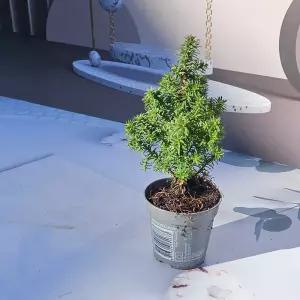 이삭 모종 스피츠베르겐 향나무 (주니퍼) - 추위에 강한 사계절 푸른 미니 침엽수