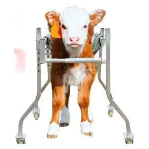 송아지 보조 축산 워커 농장 보행기 걸음마 걸음 기립