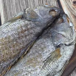 초특대 반건조 민어 1미 2미 40cm내외 말린생선 손질민어 냉동생선 (미당500g내외) 천일염간