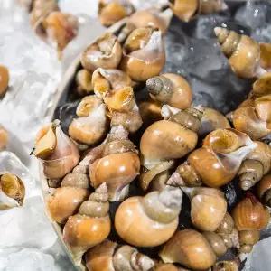 [하프클럽/더조은푸드]싱싱한 활 백고동 백골뱅이 (꼬마) 60-70미