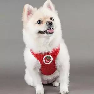 [셀러허브]강쥐 외출산책용 메쉬 하네스세트 D02213 특이한 냥이 (S16525052)