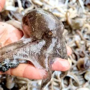 [산해직송] 당일조업 국내산 활주꾸미 1kg