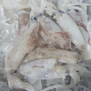 국내산 횟감용 한치 1kg 15미 내외 급냉 후 발송 제철 해산물 별미 생물 회 구이 찜 숙회 볶음 캠핑 안주 당일조업