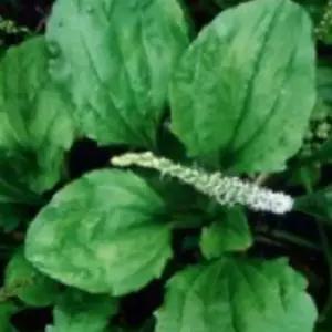 질경이 차전자 잎 차 나물 종자 품종 씨앗 20000립 산야초