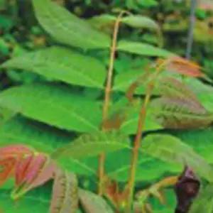 참죽나무 식용 목재 조각 식물 씨앗 품종 종자 500립