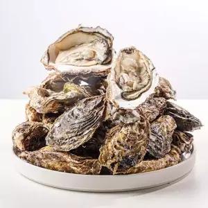 신선한 제철 석화 입망각굴 5kg 대왕굴