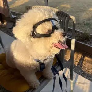 강아지 고글 선글라스 투명