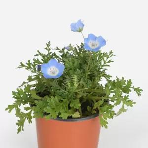 네모필라 소형 야생화 인테리어 반려식물 꽃모종