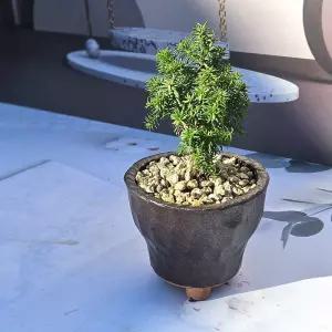 이삭 도자기 스피츠베르겐 향나무 (주니퍼) - 관리가 쉬운 추위에 강한 사계절 푸른 미니 침엽수