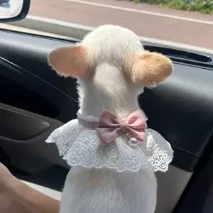 고품질 강아지 레이스 스카프 케이프 핑크 S 강아지스카프 강아지케이프 강아지턱받이 WFIQD79