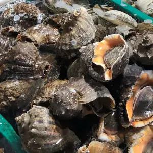 [다농이네]서해안 참소라 1kg (소) 10-15미