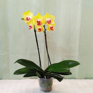 하늘꽃농원 금공주 쌍대 서양란