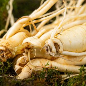 금산인삼 실속형 가을 햇수삼 막삼 세척 500g