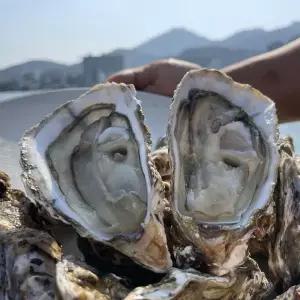 통영 하프쉘 반탈각굴 1단(25미 내외) 석화