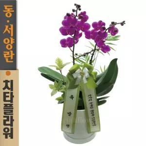 치타플라워 만천홍 서양란 승진 축하 생일 개업 이사 화분 [CT04-W1] 미니 호접란 전국 당일 배송 꽃배달