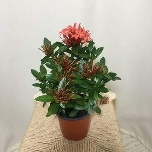 [소나무길] 올망졸망 화려한 꽃의향연 꼬맹이 익소라 치넨시스 069 화원 농원