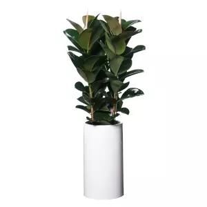 인도고무나무 전국당일배송 공기정화식물 개업화분 축하 승진 이전 개업 개소 당일꽃배달 인테리어화분