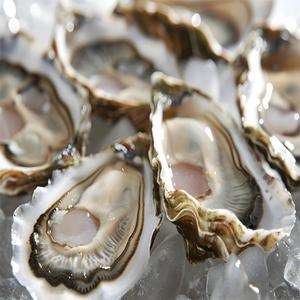 통영 삼배체굴 1kg 각굴 개체굴 대왕굴