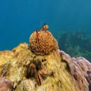 부산출발 방콕/파타야 5일 #에메랄드바다#니모섬투어+스노쿨링+핫플카페