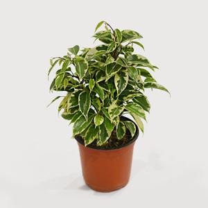 나타샤 벤자민 나무 피톤치드 공기정화식물 실내화초 반려식물 홈가드닝