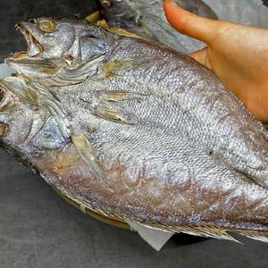 반건조 민어 10미