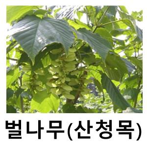벌나무 묘목 산청목 실생3년 5주묶음