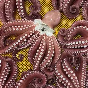 국내산 자숙 대왕 참문어 자숙 전 3.5kg급