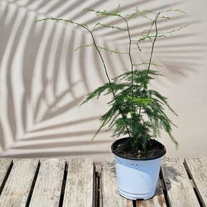 이삭모종 아스파라거스 나누스  - 아스파라거스 펀 공기정화식물 인테리어화분