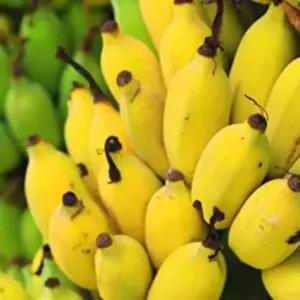 [나무팜]몽키바나나나무 화분2개(키30-40cm내외/6치화분포함) 몽키바나나묘목 열대식물 조경용 관상용