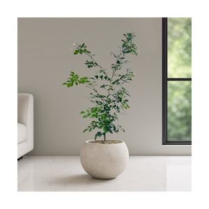 오렌지자스민 달항아리 공기정화식물 인테리어식물 승진화분 영전화분