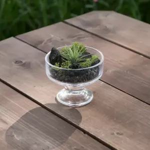 틸란드시아 이오난사 공기정화식물 화산석 플랜테리어 PLTR-02