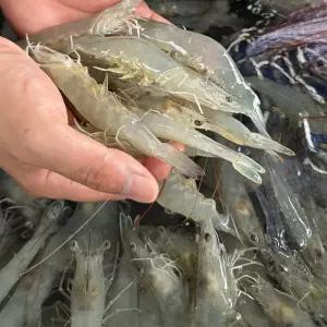 [해들애] 흰다리새우 국내산 제철 급냉새우(소, 대, 특) 1KG