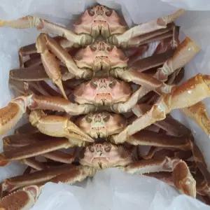 비제이마켓 러시아산 박달대게 6KG 자숙용 자숙용대게