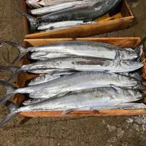 자연산 냉동 삼치 1미