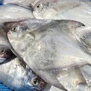 생물 병어 1kg 신선한 냉장 구이 횟감용 생선 병어횟감병어 병어회 생물병어 냉장병어