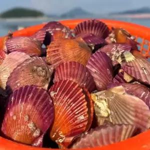 경남 통영 당일조업 25년 국내산 제철 햇 홍가리비 5kg