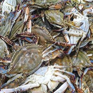 국내산 연평도 꽃게 암꽃게 숫꽃게 신선한 활꽃게 급속냉동 1kg