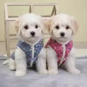 강아지 옷 패딩 조끼 반려동물 귀염뽀짝 강아지옷