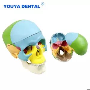 미니 컬러풀 두개골 모델 3D 해부학적 모델 해부학 교육용 해골 머리 모형 장식용품