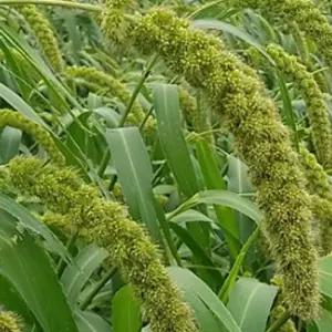 차조 국내 재래종 청차조 종자 곡물 품종 씨앗 600g