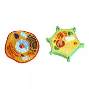 과학 실험 관찰 동물 식물 세포 모형 세트 교보재