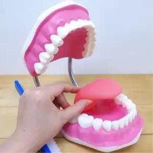 병원 치아 이빨 치과 모형 보건소 교보재 15cm 교육용