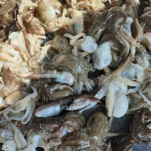 서해안 활 주꾸미 1kg 15미 내외