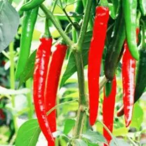 고추씨앗 다수확 풋고추 품종 다수확고추씨앗 풋고추품종씨앗 (WFJ7CWI)